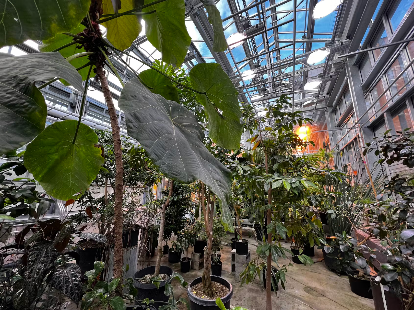 UW greenhouse interior